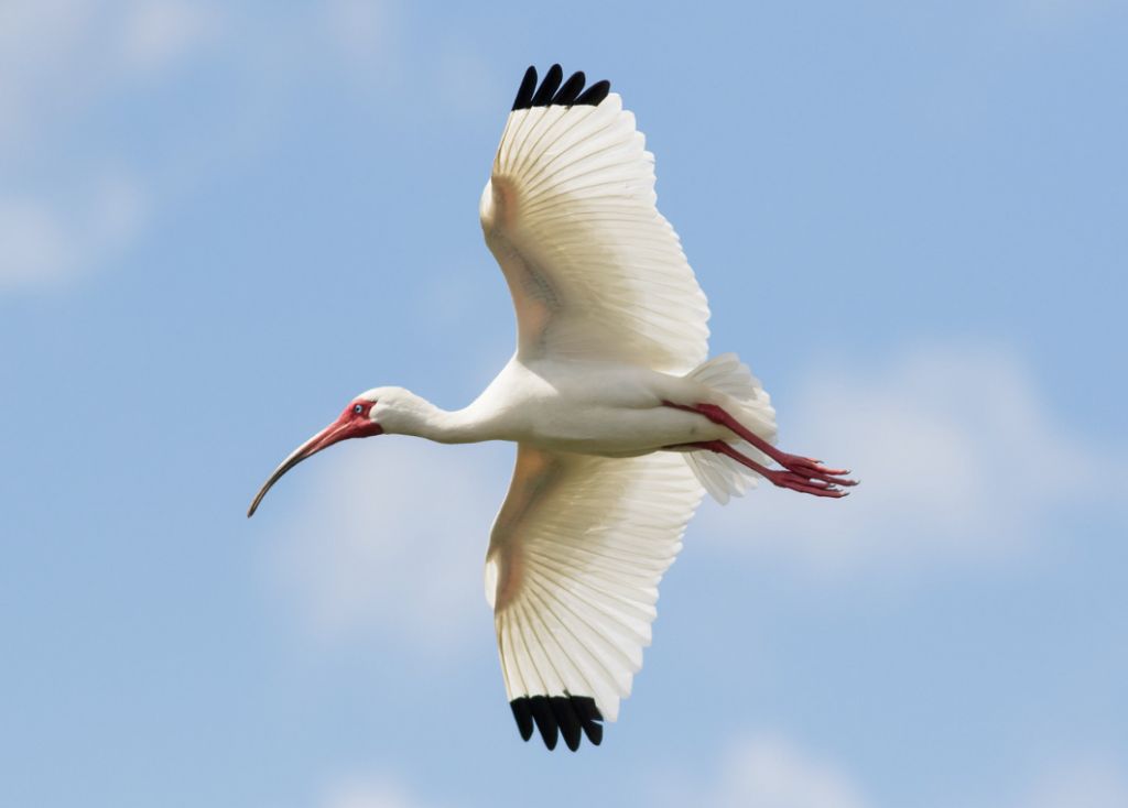 White Ibis. Photo courtesy of Frode Jacobsen